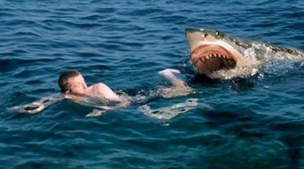  EEUU: Hombre herido en nuevo ataque de tiburón