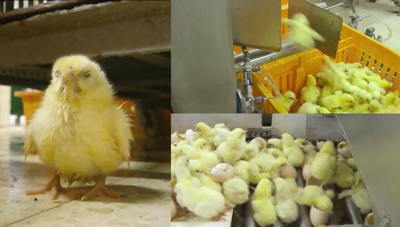 ​Impactante maltrato a pollitos en la industria te hará querer más a los animales (VIDEO)