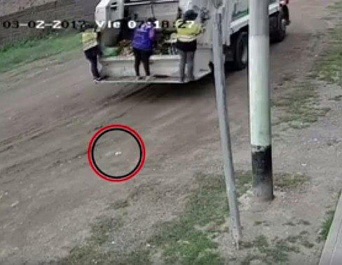 Trabajadores de municipio de Huanta estarían envenenando a perros