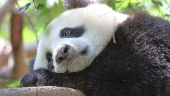 China: ​Diez detenidos por matar a un oso panda para vender su piel