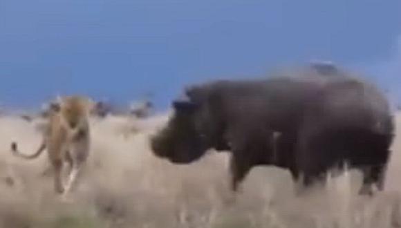 YouTube: La iracunda reacción de un hipopótamo cuando es molestado por una leona [VIDEO]
