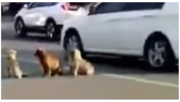 ​Cuatro perritos protegieron el cuerpo de su compañero atropellado (VIDEO)