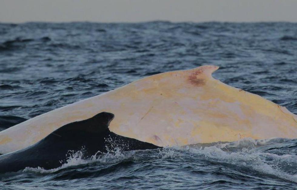Australia: Avistan un raro ejemplar de ballena blanca (FOTOS)