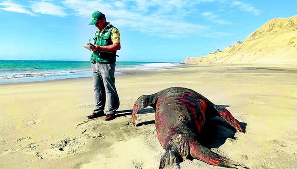 Ambientalistas hallan lobos marinos muertos en las playas de Negritos