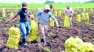 La región Junín ingresa a etapa de cosecha de productos agrícolas en sierra y selva
