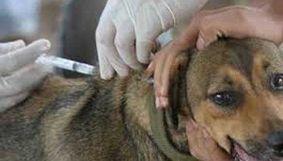 Gerencia de Salud espera S/.3 millones para vacunar de canes