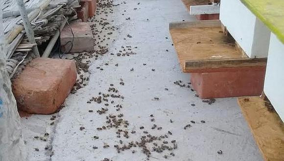 Senasa recogió muestras de abejas muertas en valle de Tambo