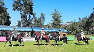 Arequipa: Caballos de paso  son ovacionados en concurso