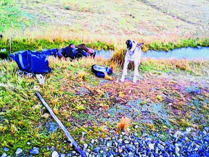 Por diez horas perro fiel cuida el cadáver de su amo 