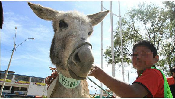 Municipalidad de Huánuco pagó 800 soles para llevar burro a carnaval