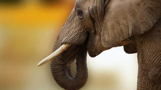 Elefante mata a una mujer en India y luego va a su funeral a pisotearla de nuevo