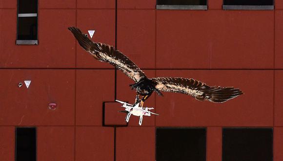 Holanda: Policía utilizará águilas para cazar drones