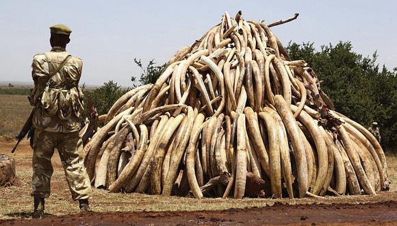 EEUU prohíbe comercio de marfil para salvar a elefantes africanos