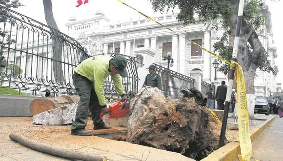 Árbol cae en plaza del Congreso y destroza rejas