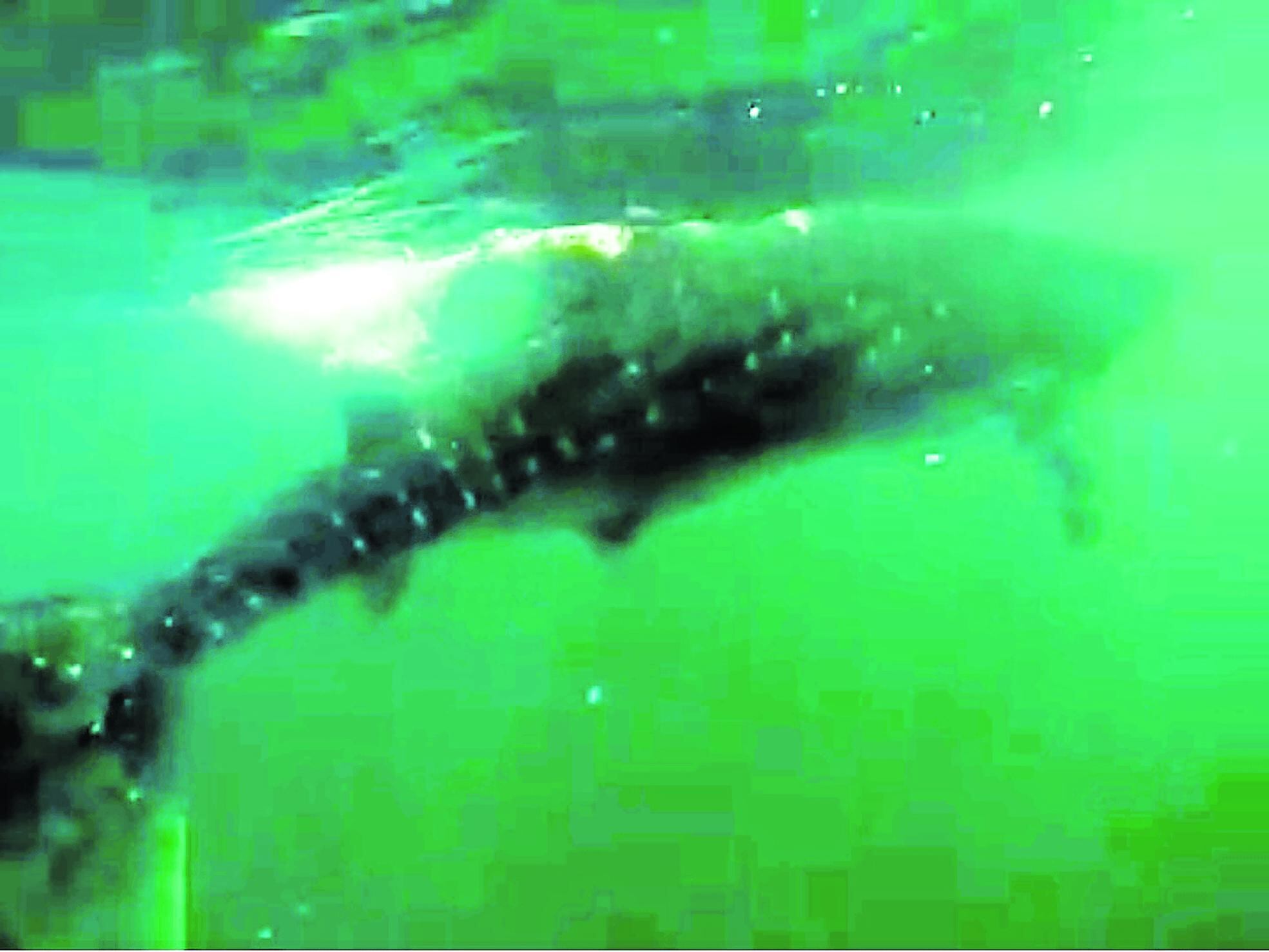 Tumbes: Reportan avistamiento de tiburones ballena en el mar