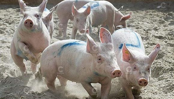 Municipio dispone multa de S/.1,215 para quienes crien cerdos y otros animales