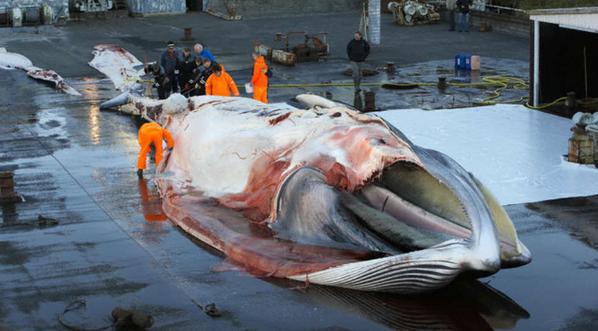Japón vuelve a plantear la caza "científica" de ballenas 