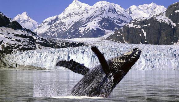 Tribunal de la ONU prohíbe a Japón pesca de ballenas en la Antártida