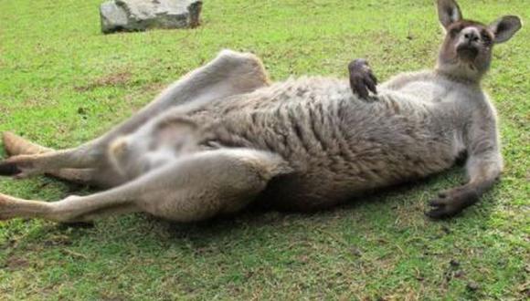 Censuran foto de canguro por enseñar partes íntimas en Facebook