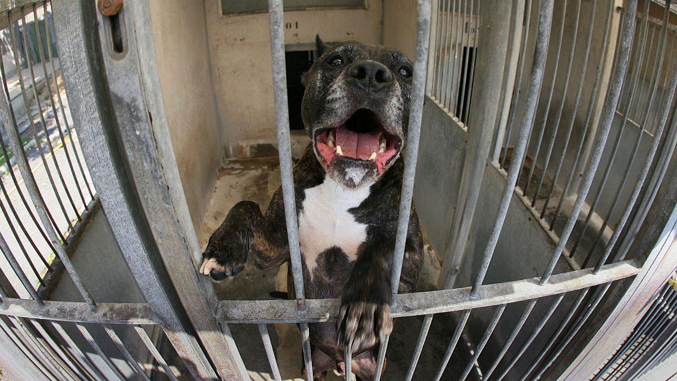 Uruguay combatirá la superpoblación de perros