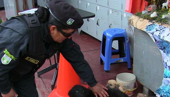 Serenos rescatan 10 perros que fueron abandonados  en costal 