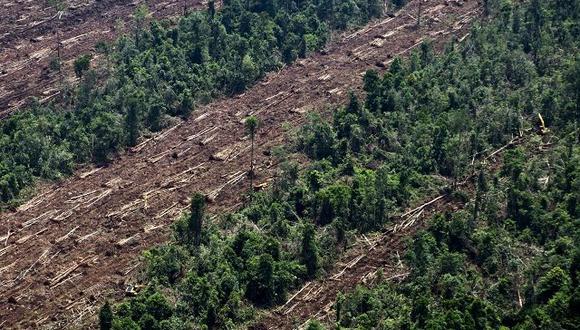 Paraguay: Deforestan 1.764 hectáreas de bosques en menos de un año