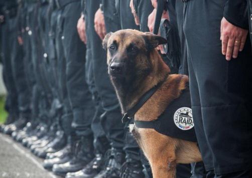 Perro policía muere en operativo contra cabecilla terrorista