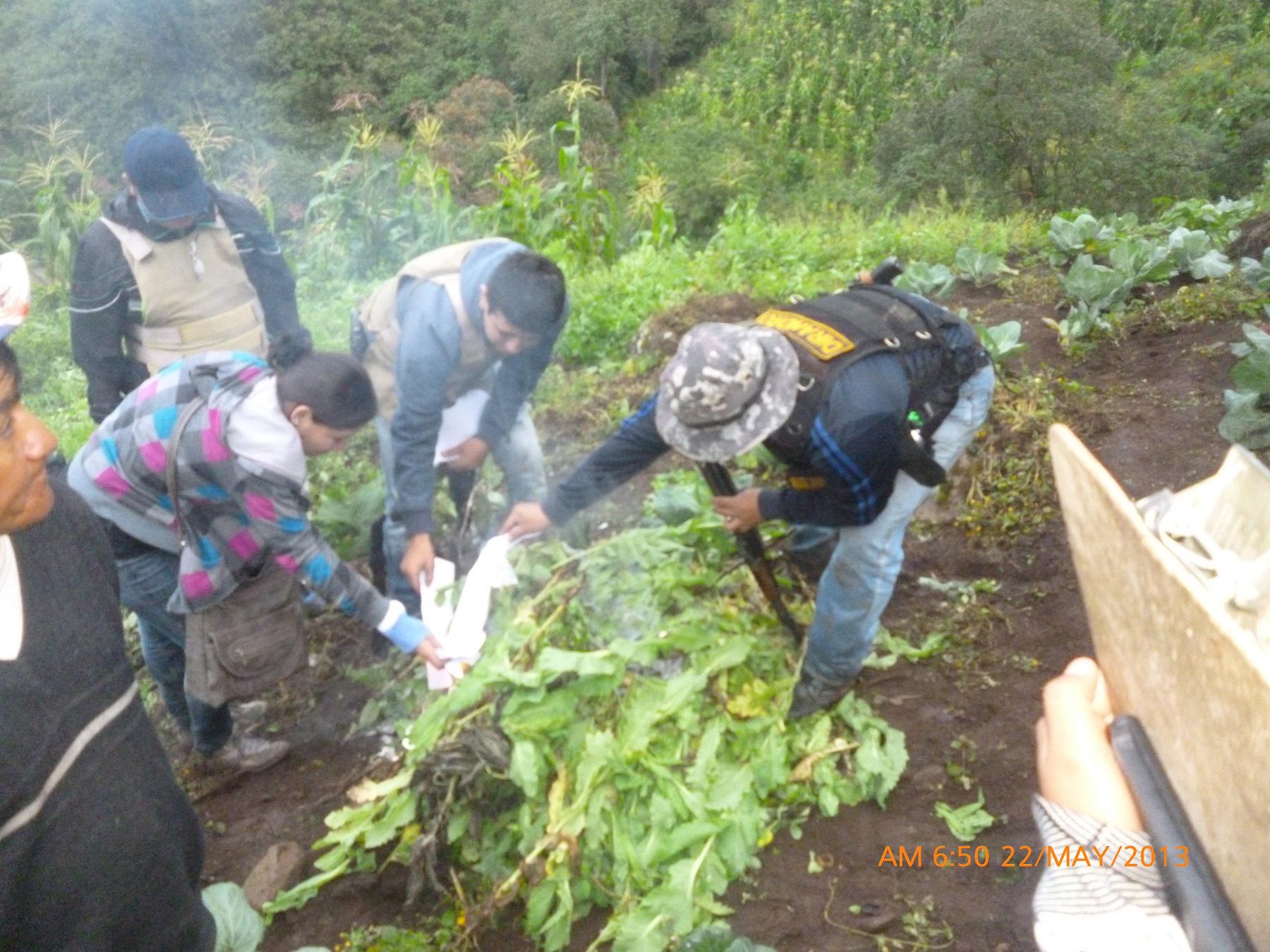 Piura: Andes convertidos en zona preferida para producción de amapola 