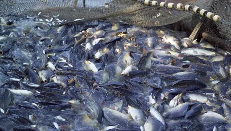 Imarpe cuantificará los recursos marinos en el "triángulo externo"