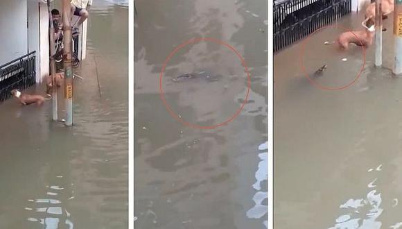 Cocodrilo ataca a un perro en las calles inundadas de India (VIDEO)