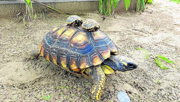 Piura: Nacen dos tortugas "motelo de patas amarillas"