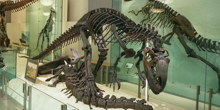 ​Esqueleto de Allosaurus de 155 millones de años es subastado