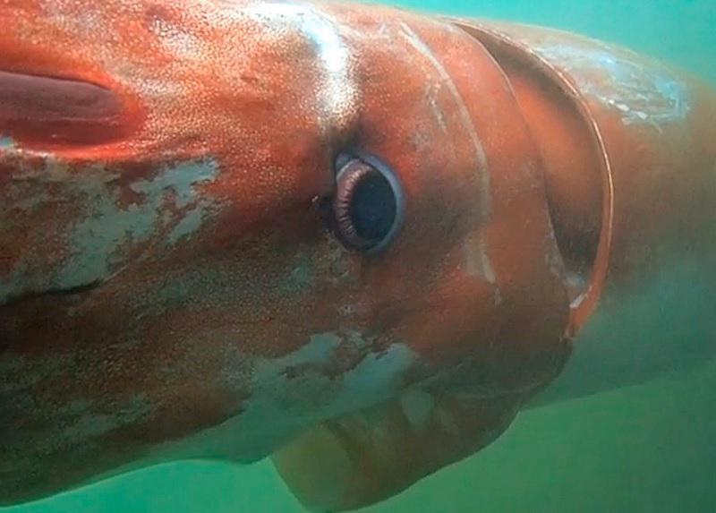 ​YouTube: Calamar gigante sorprende al emerger en muelle de Japón (VIDEO)