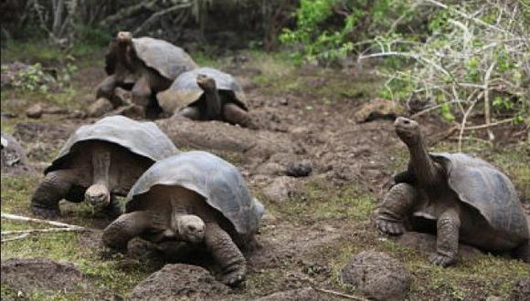 ​Liberarán a 207 tortugas gigantes en isla del archipiélago de Galápagos