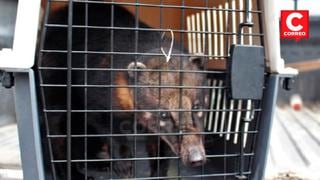 Junín: Serfor libera coatí después de su rescate y rehabilitación
