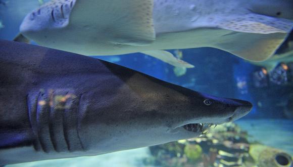 FAO desarrolla un software para proteger a tiburones en peligro de extinción