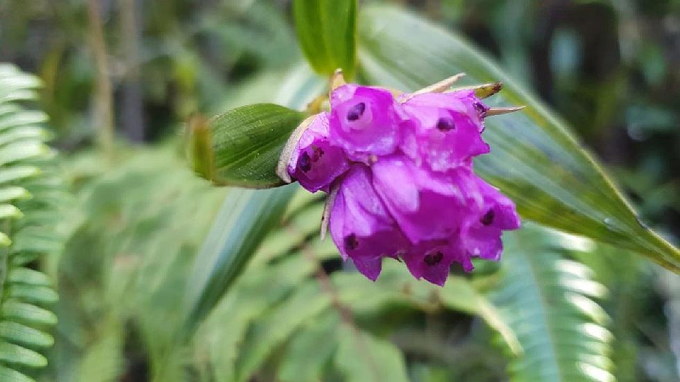 El templo de las orquídeas está en Huancavelica
