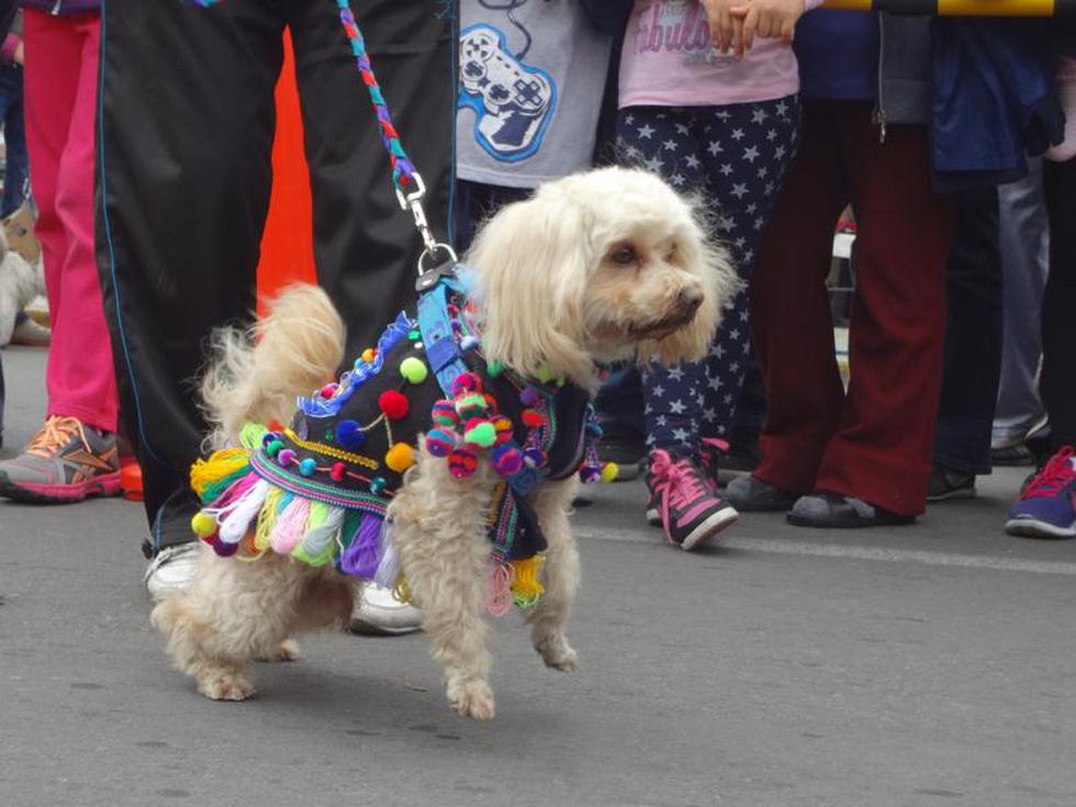 Perroton 2014: Canes lucieron sus mejores disfraces (FOTOS)