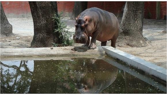 ​Hipopótamo "Gustavito" muere tras ser agredido por sujetos en un zoológico 