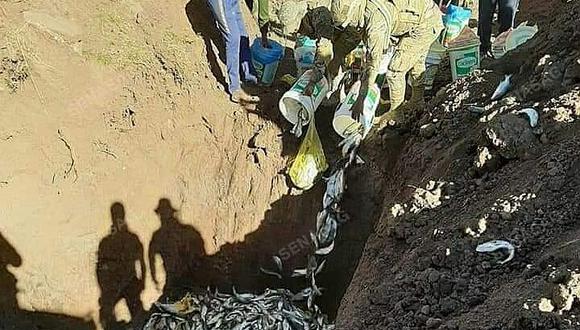 En Bolivia destruyen 2 mil 440 kilos de trucha de procedencia peruana