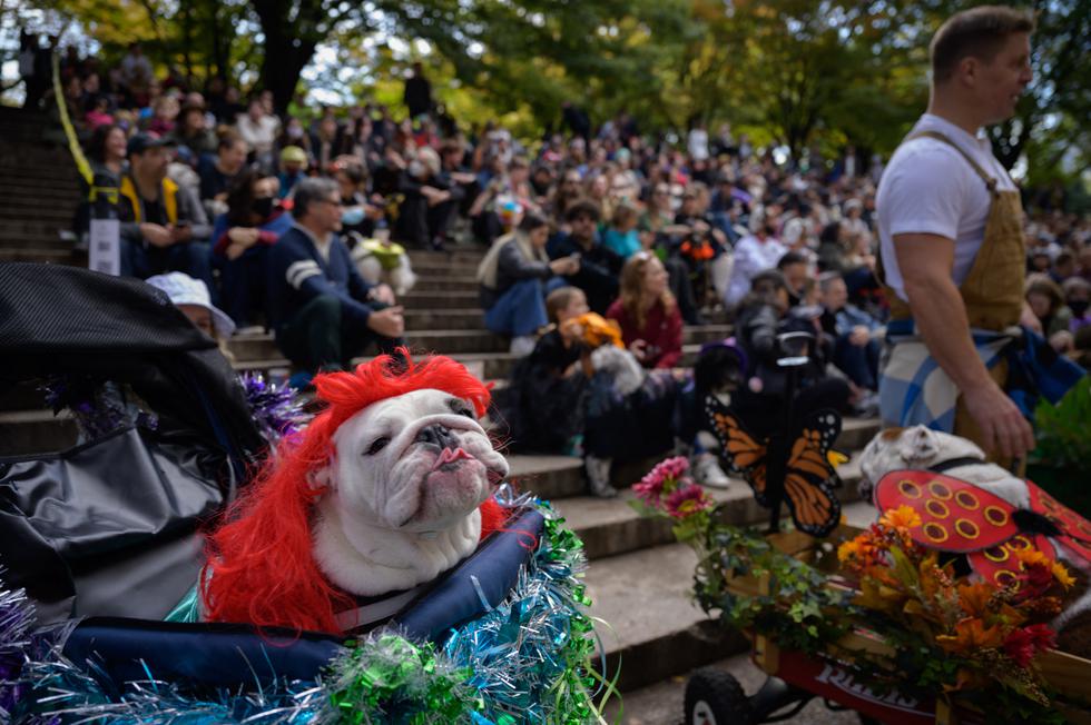 La expectación era grande este domingo en el parque de Fort Greene, en Blooklyn, en el concurso de disfraces de perros que este año se celebró presencialmente tras el confinamiento por el COVID-19. (Foto: Ed JONES / AFP)