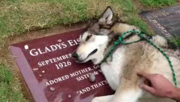 Perro "llora" junto a la tumba de su dueña (VIDEO)