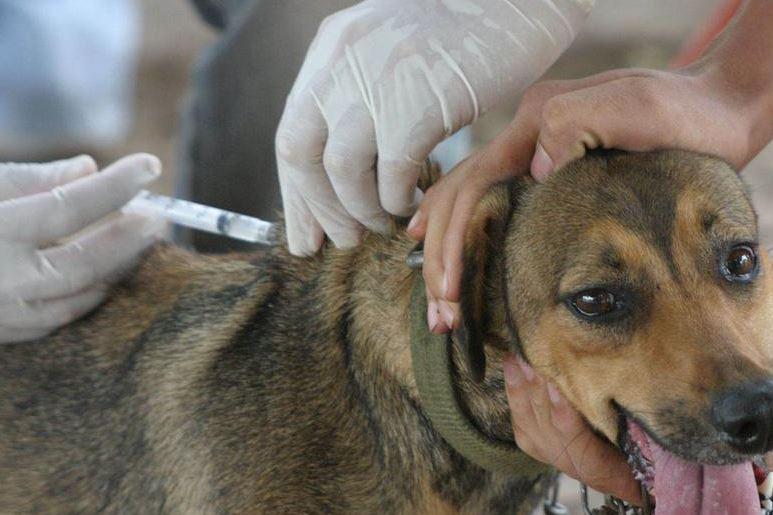 Vacunarán a más de 300,000 canes en Arequipa y Puno para evitar rabia