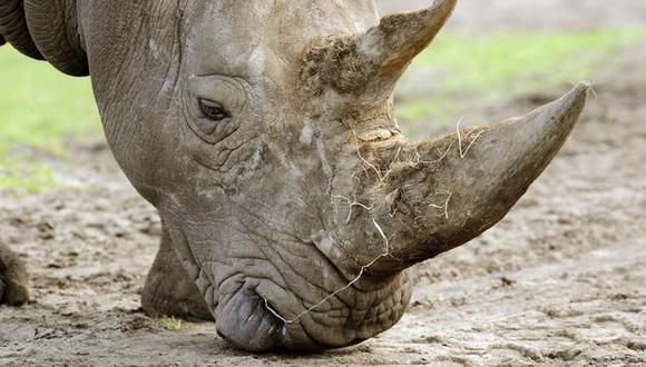Sudáfrica: Cazadores furtivos matan 158 rinocerontes durante el 2013