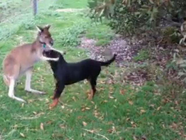 Youtube: Amistad entre canguro y un perro Rottweiler enternece las redes sociales