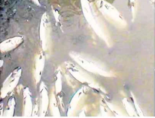 Cientos de truchas mueren por crecida de río