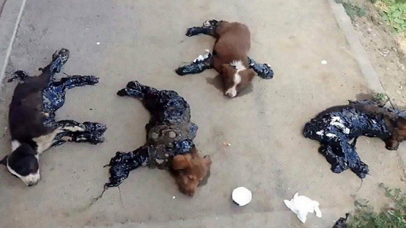 Rumania: Lo que hicieron con estos cuatro perros te indignará