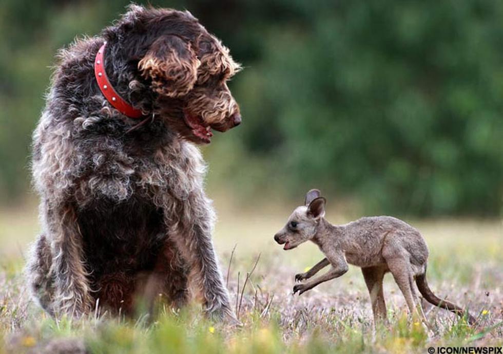 Perro rescata a un canguro bebé que sufrió accidente vehicular (FOTOS)