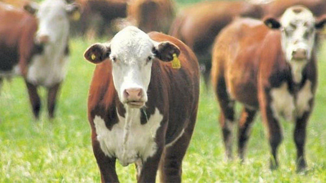 Ministerio de Agricultura evita impacto de la rabia en población ganadera del país