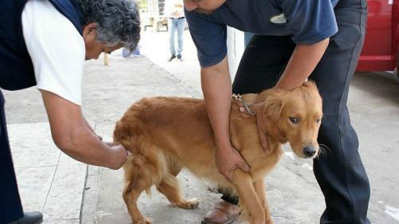 Arequipa: Reportan 15 casos positivos de rabia canina 